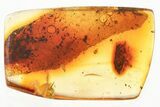 Detailed Fossil Froghopper (Cercopoidea) In Baltic Amber #372553-1